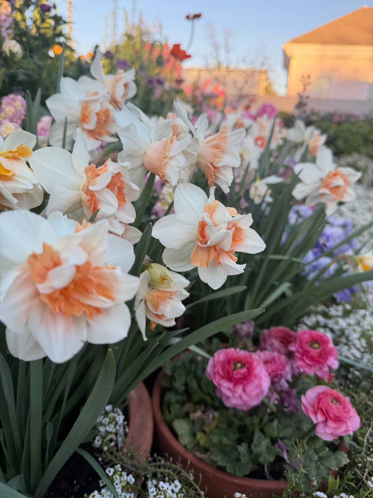 Daffodil delnashaugh