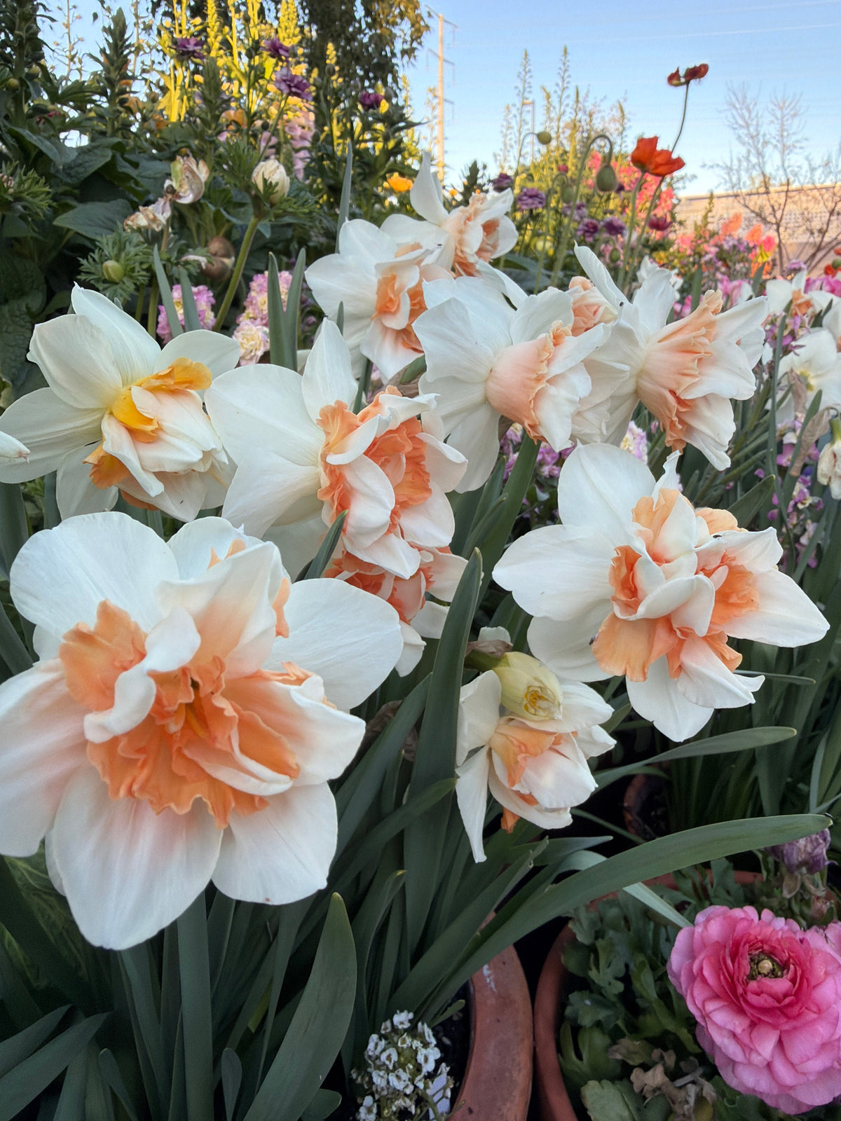 Daffodil delnashaugh