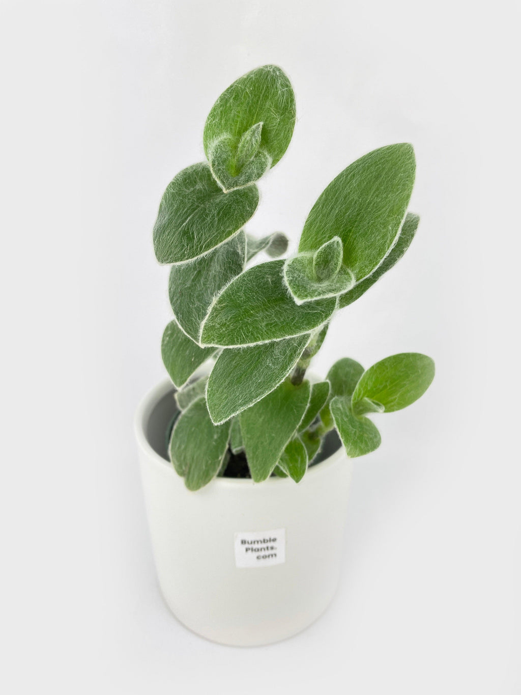 Tradescantia Sillamontana (White Velvet)