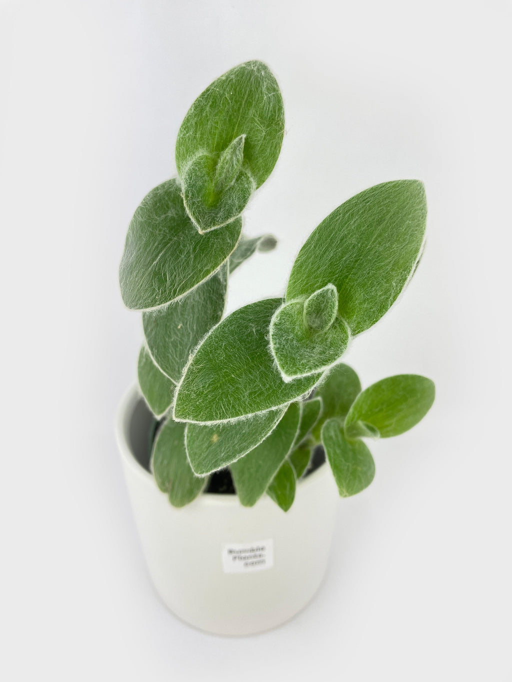 Tradescantia Sillamontana (White Velvet)