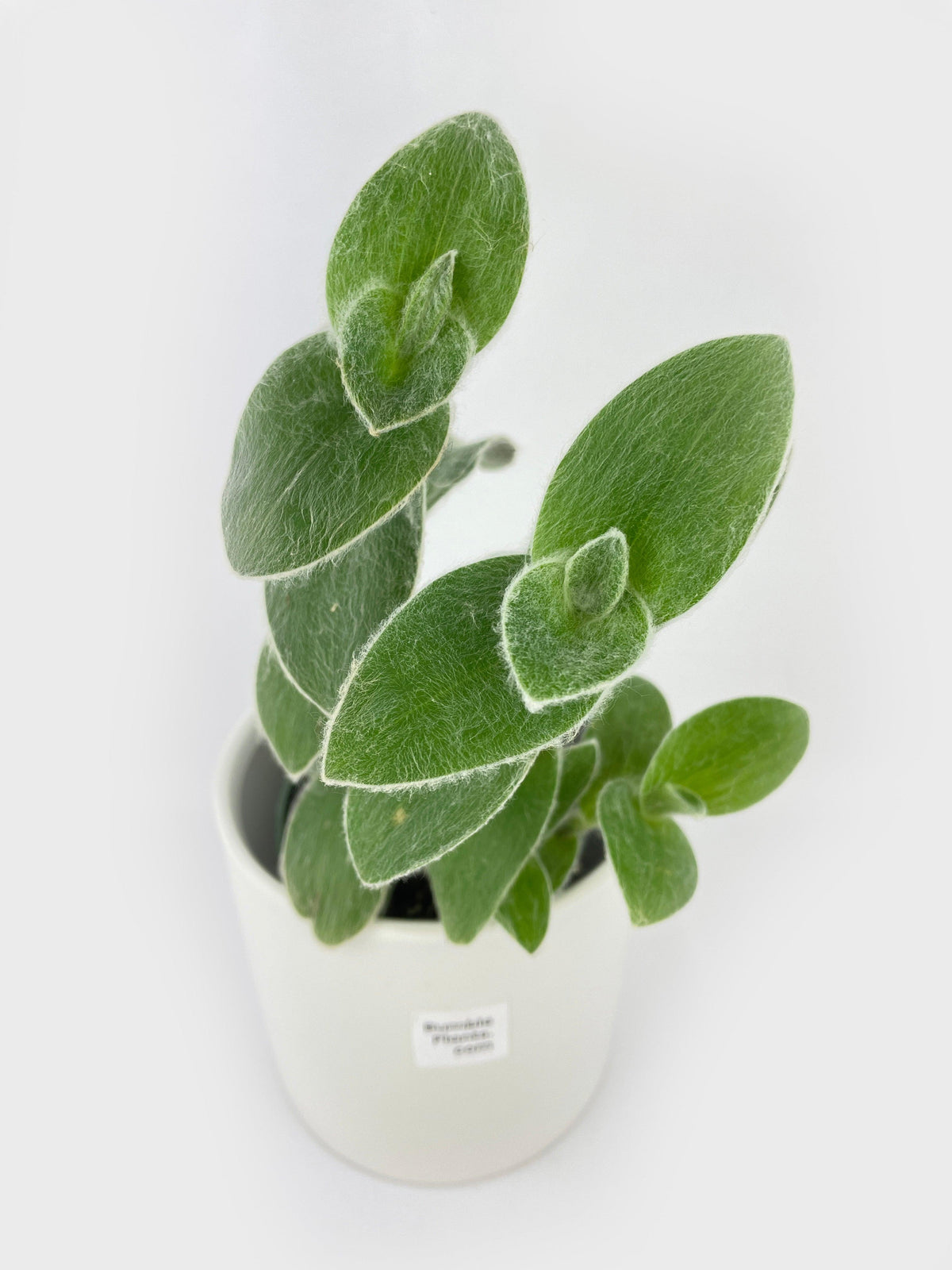 Tradescantia Sillamontana (White Velvet)