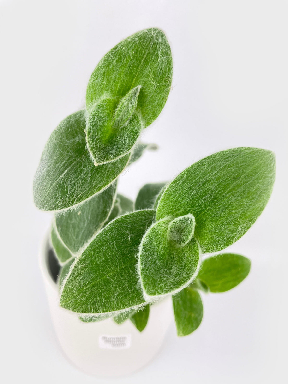 Tradescantia Sillamontana (White Velvet)