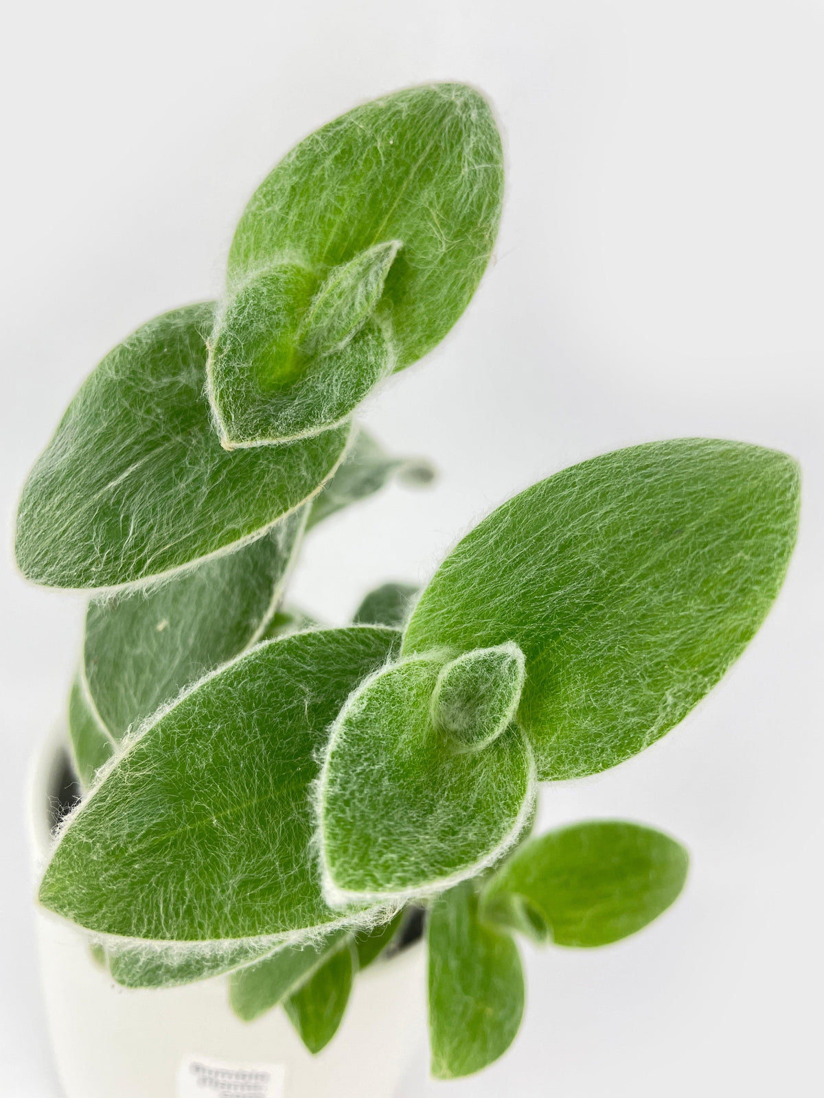 Tradescantia Sillamontana (White Velvet)