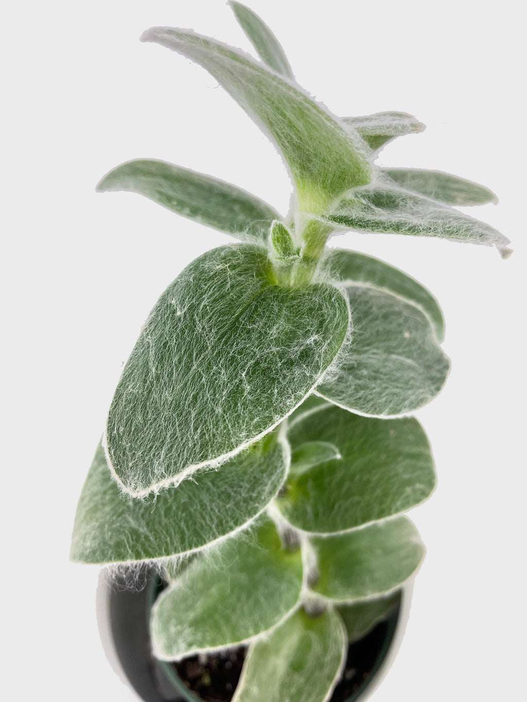 Tradescantia Sillamontana (White Velvet)
