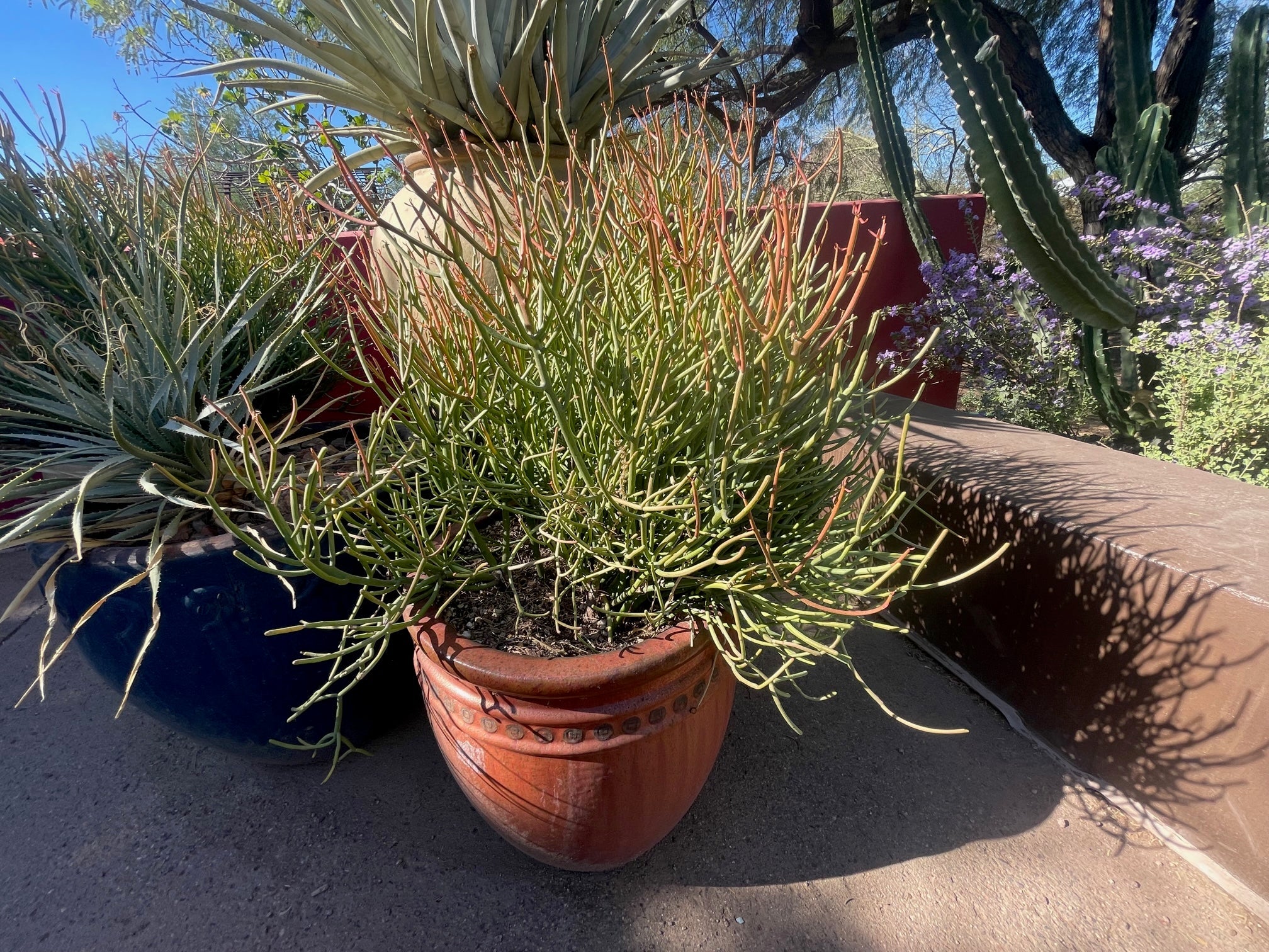 Euphorbia Tiricalli "Firesticks"