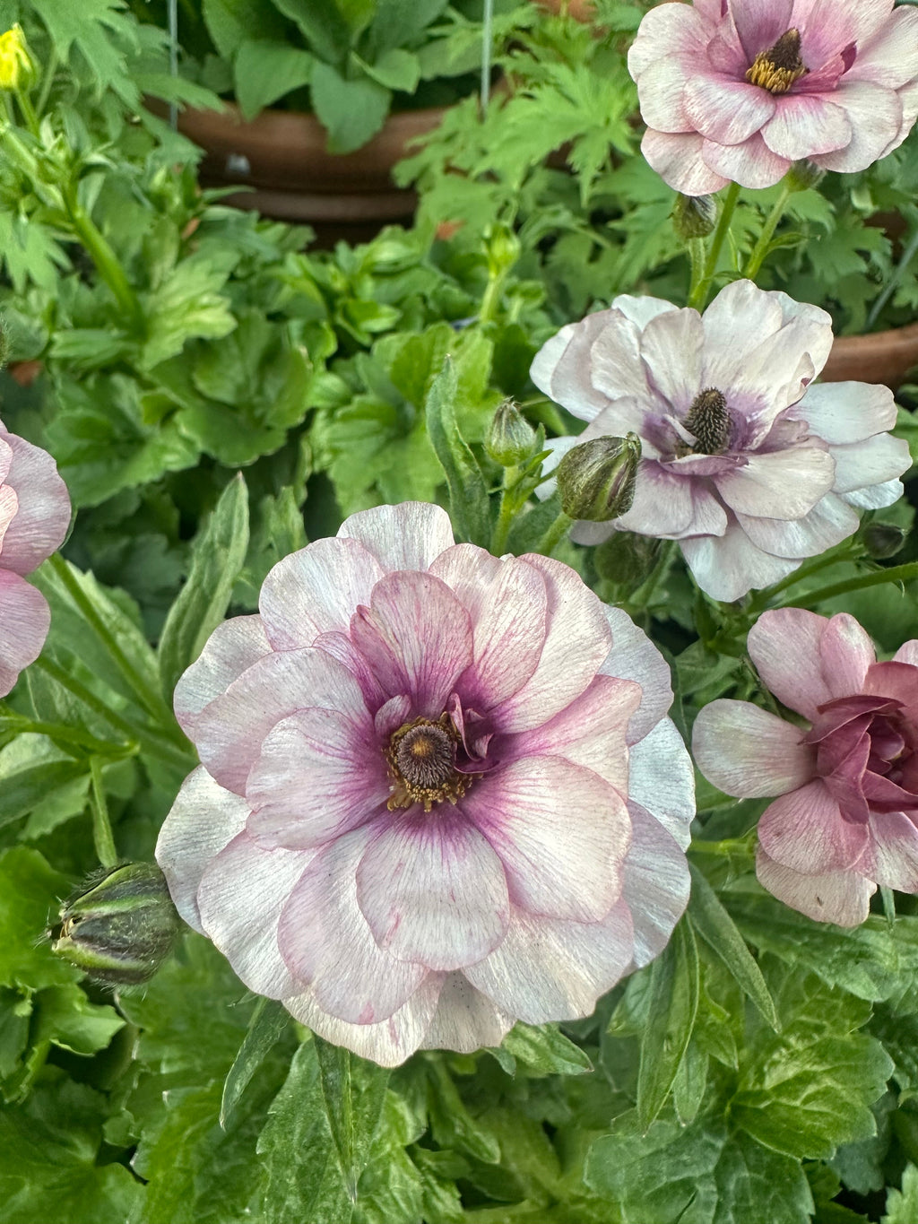 Butterfly Ranunculus 'Thiva'corms