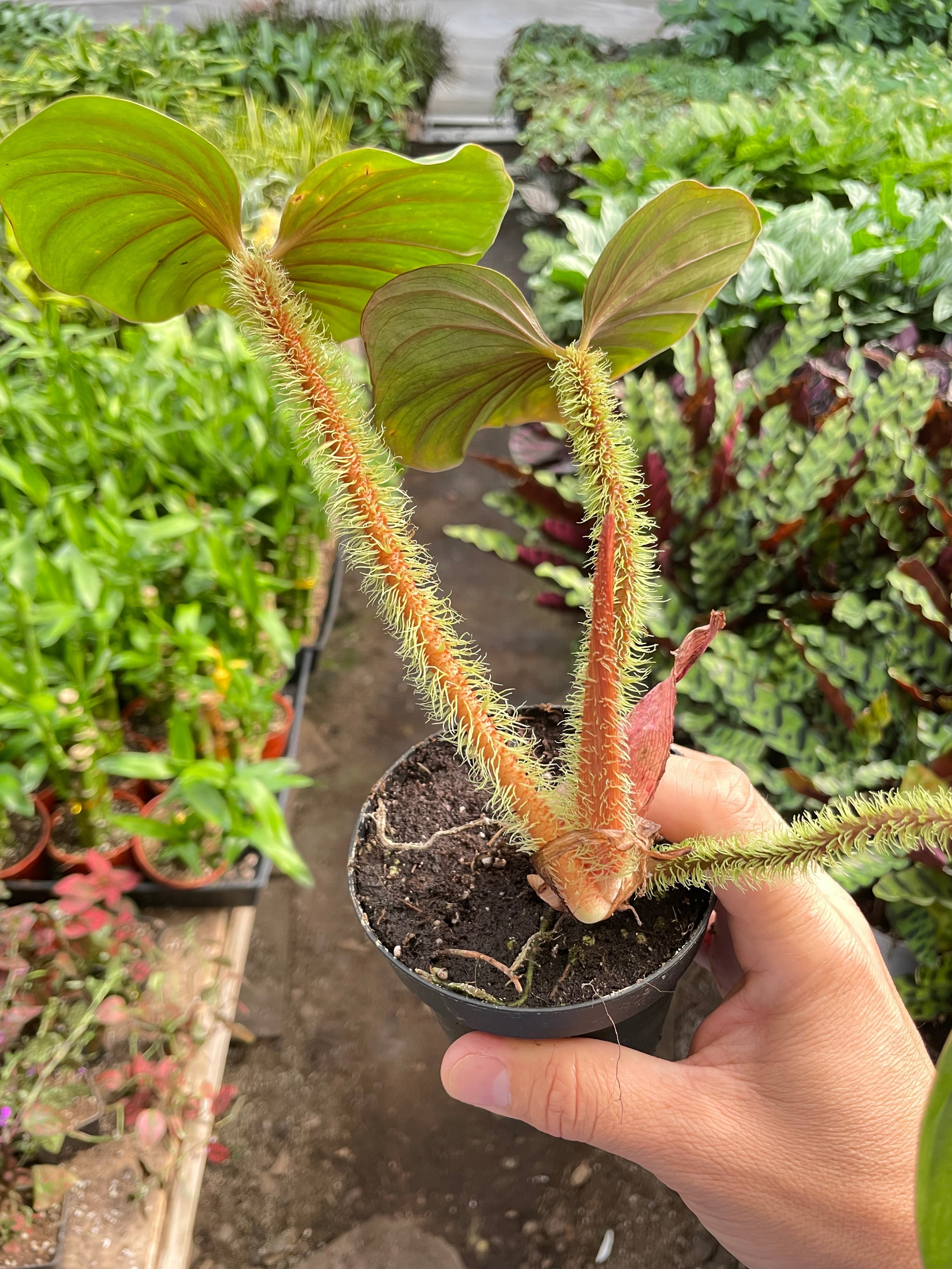 Philodendron 'Serpens' | Rare Hairy Creeping Philodendron | House Plant Shop