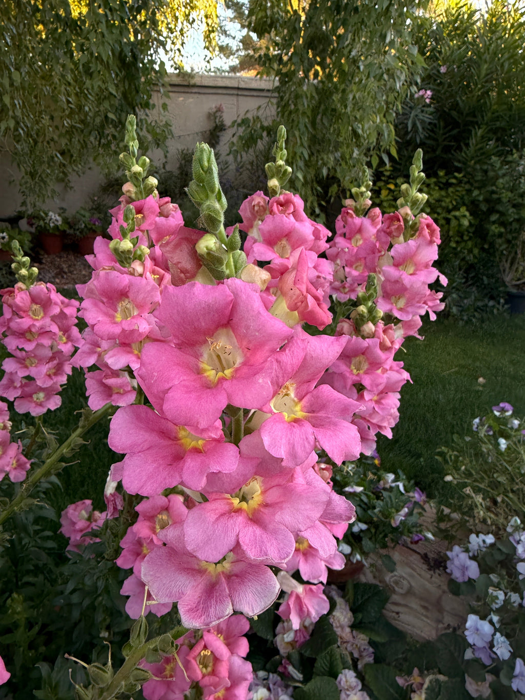 Chantilly 'light pink' snapdragon seeds