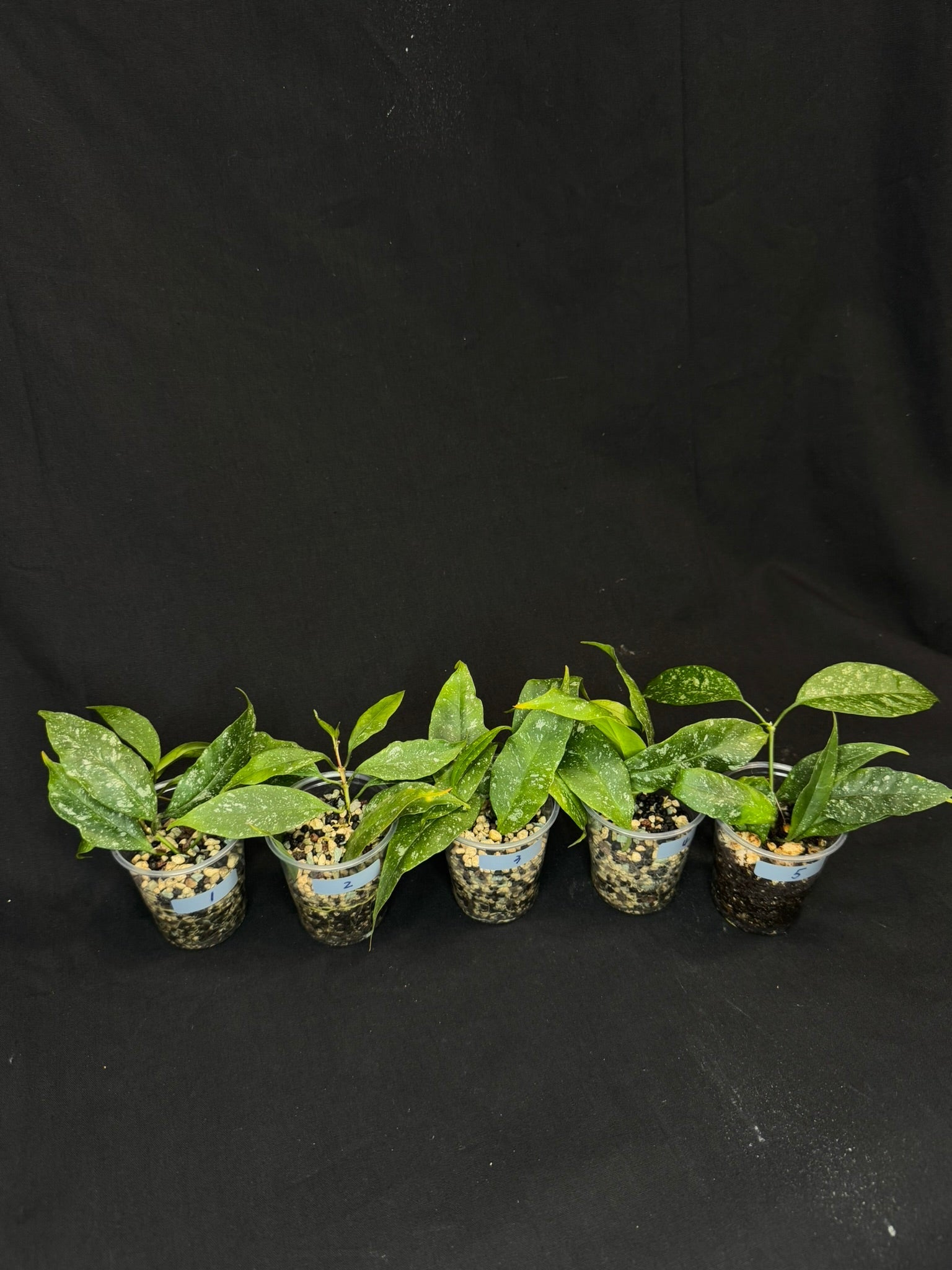 Hoya Multiflora Mini Splash, rare, #1