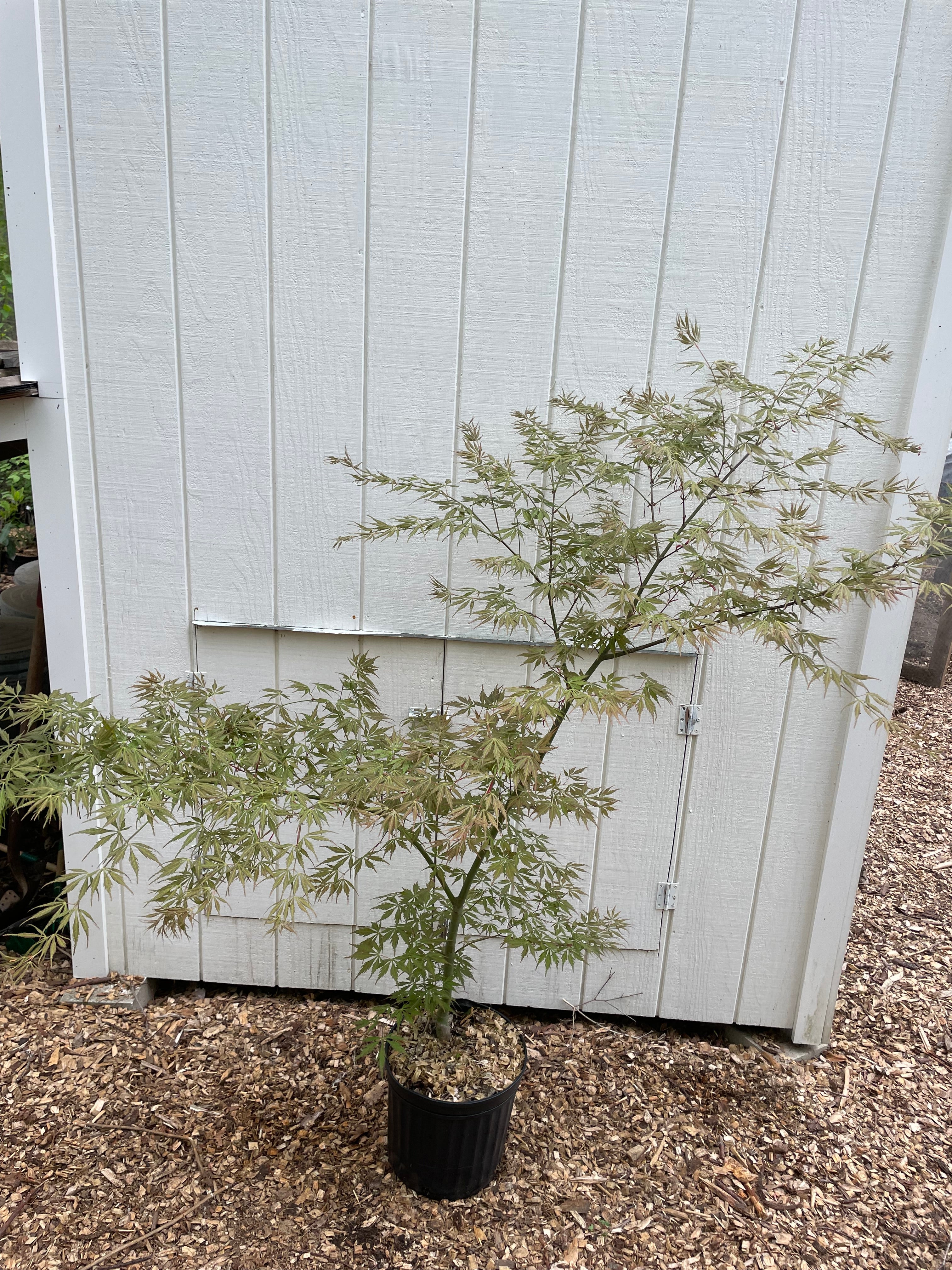 Acer palmatum 'Fascination' Japanese Maple Tree