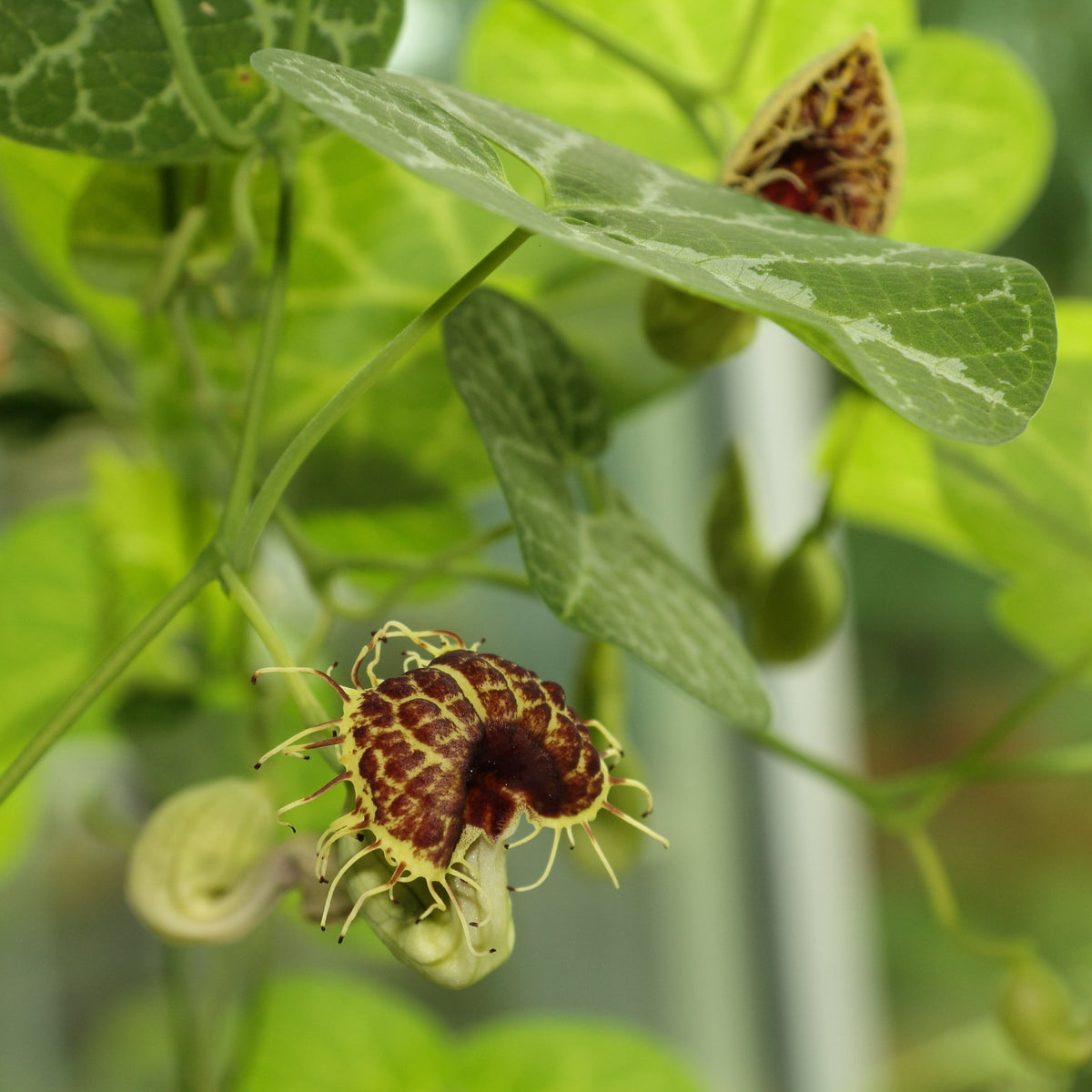 5 White Veined Dutchman's - Aristolochia fimbriate- Non-GMO Heirloom Seeds