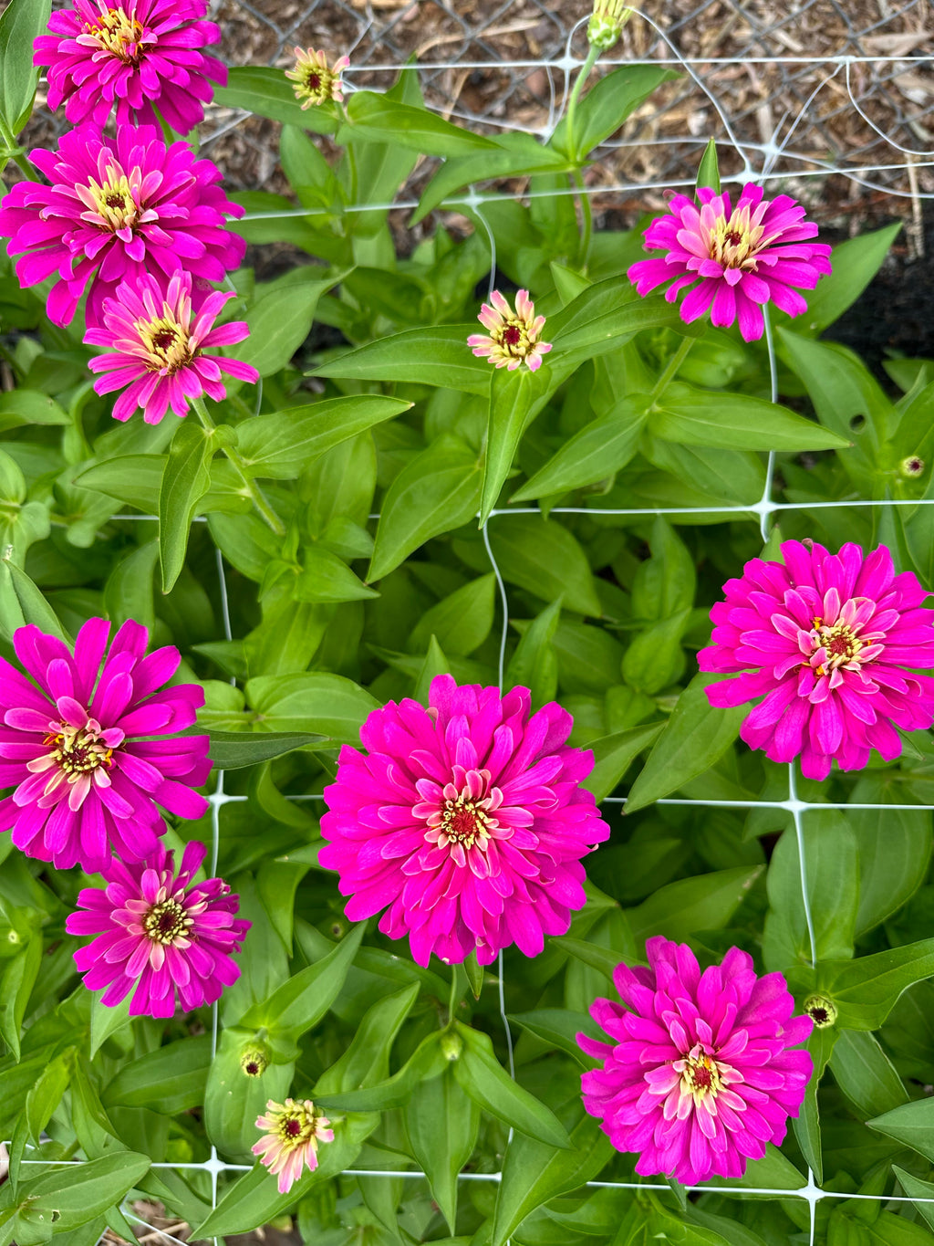 Zinnia Uproar 'Rose' seeds