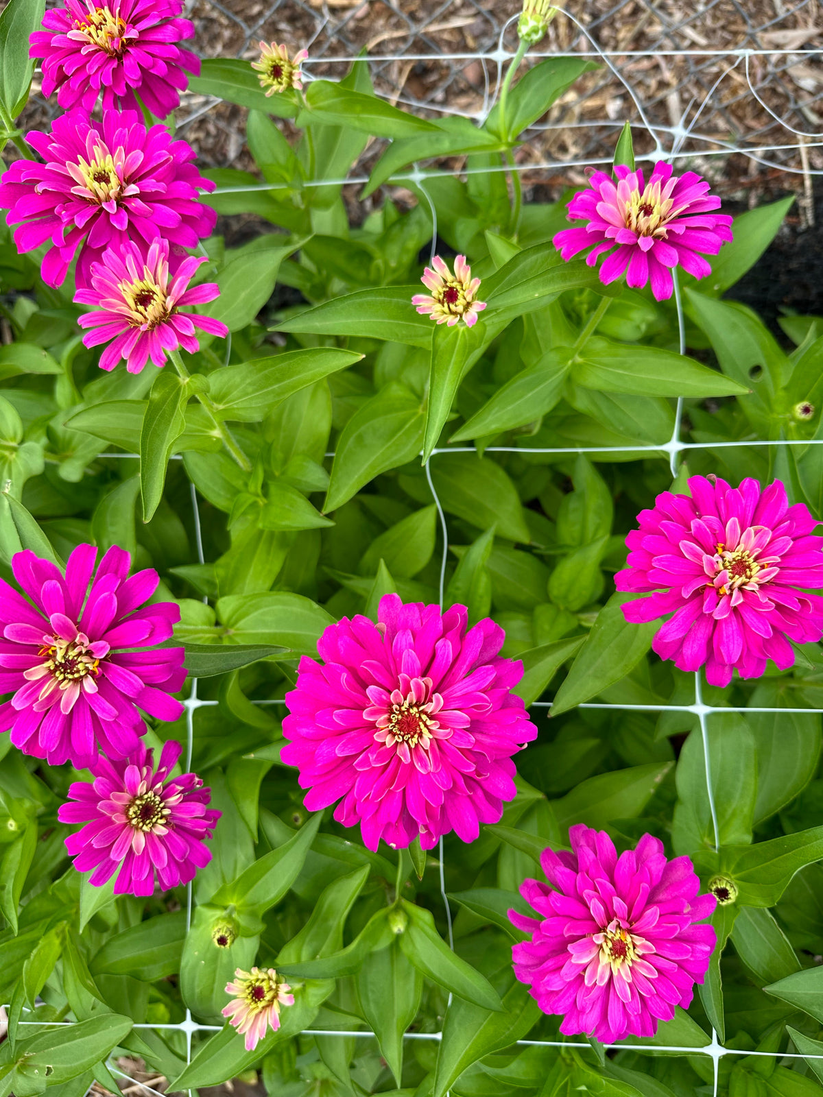 Zinnia Uproar 'Rose' seeds