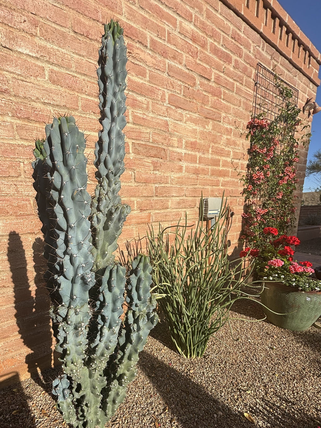 Curiosity Cactus
