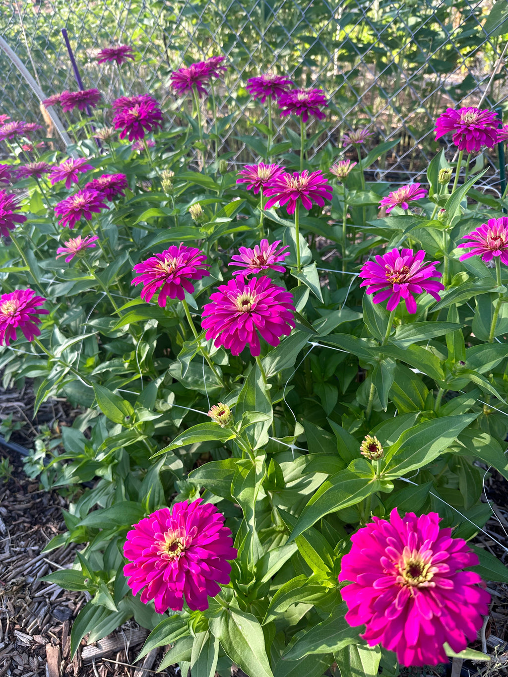 Zinnia Uproar 'Rose' seeds
