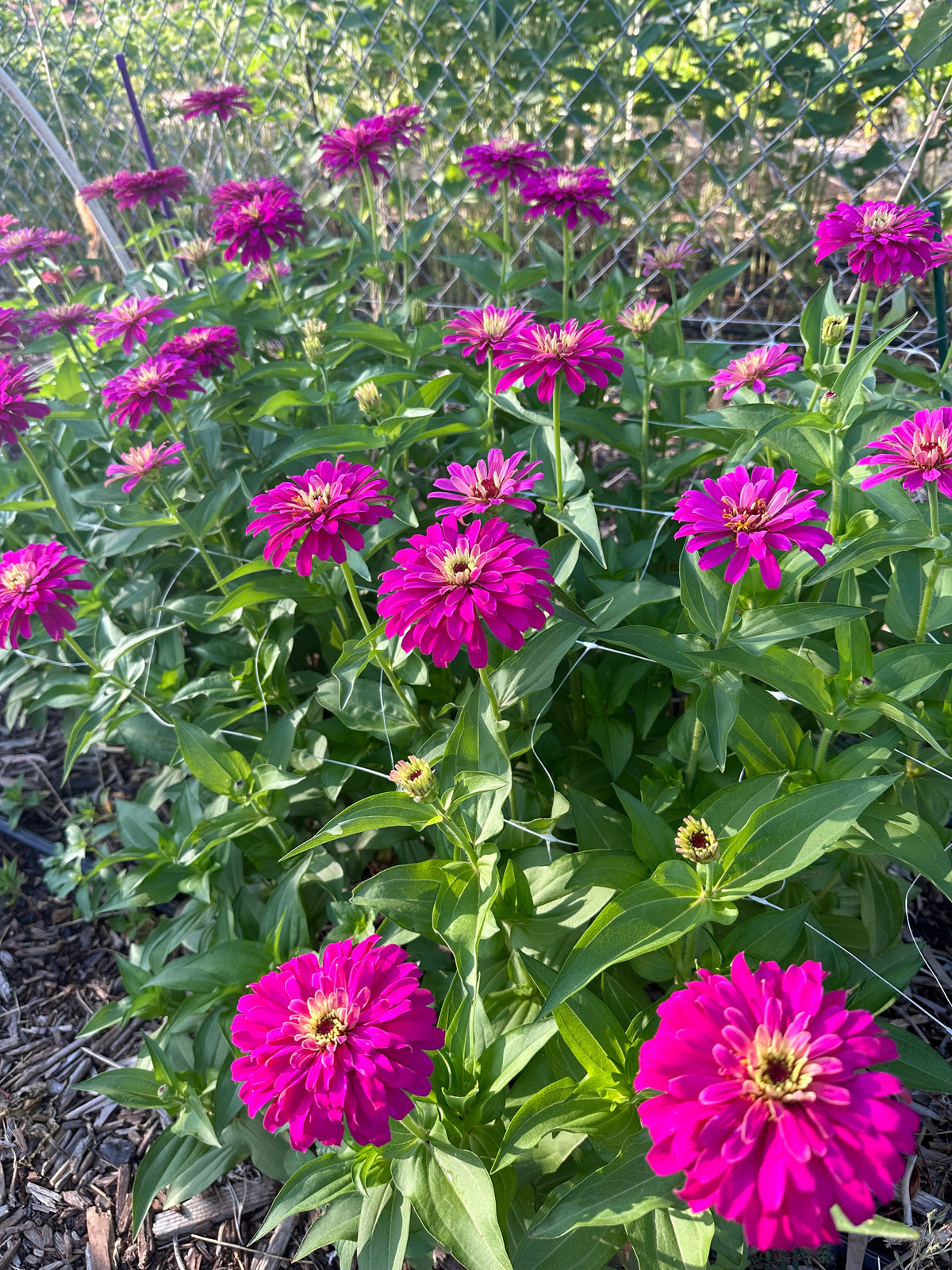 Zinnia Uproar 'Rose' seeds