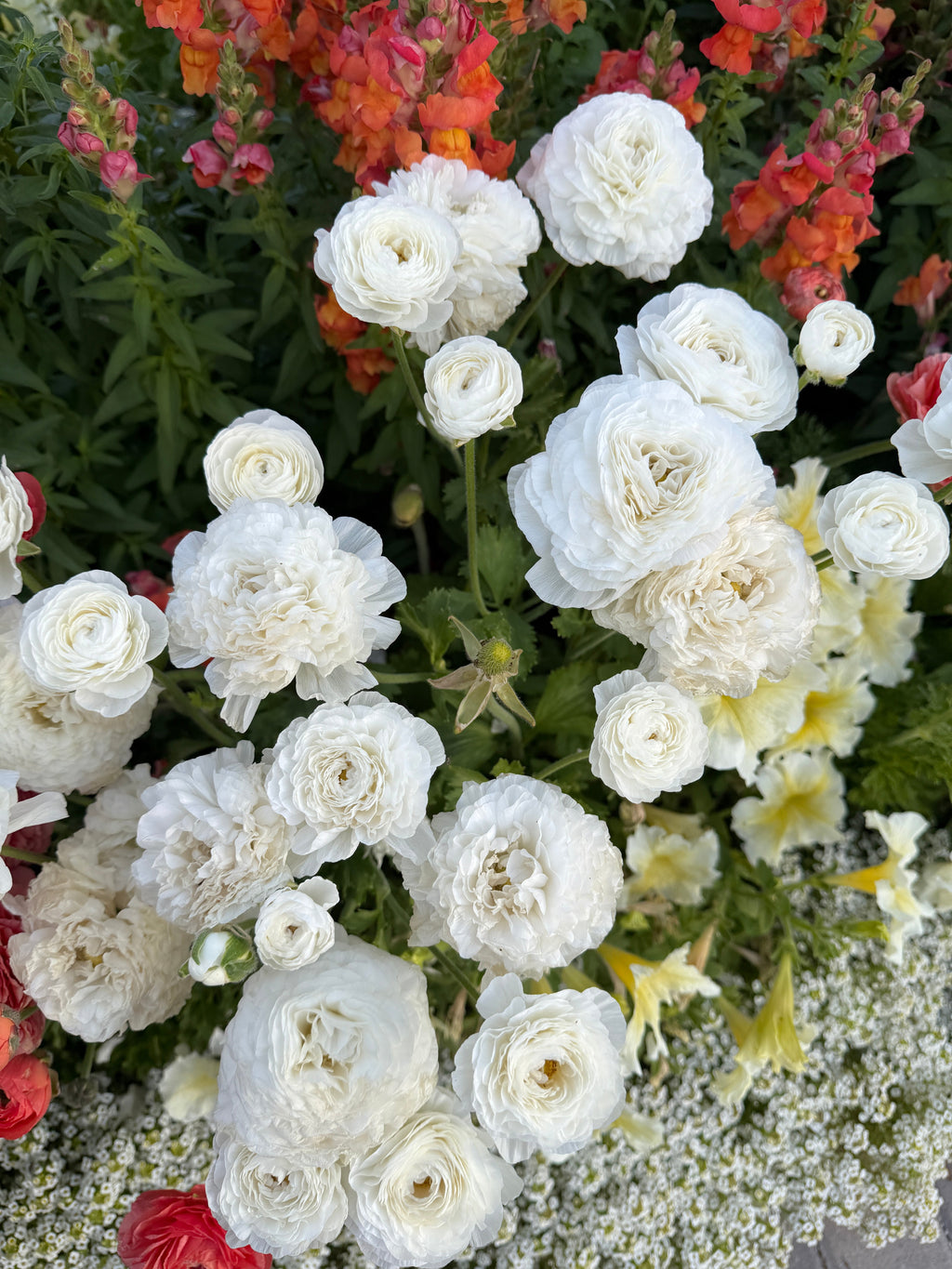 Ranunculus Amandine White