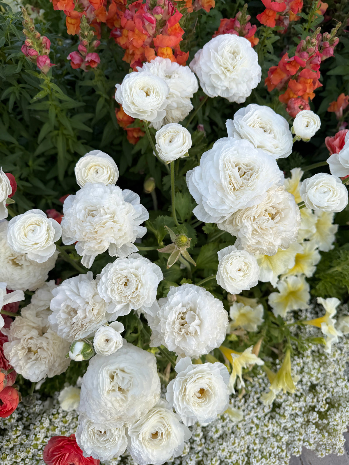 Ranunculus Amandine White