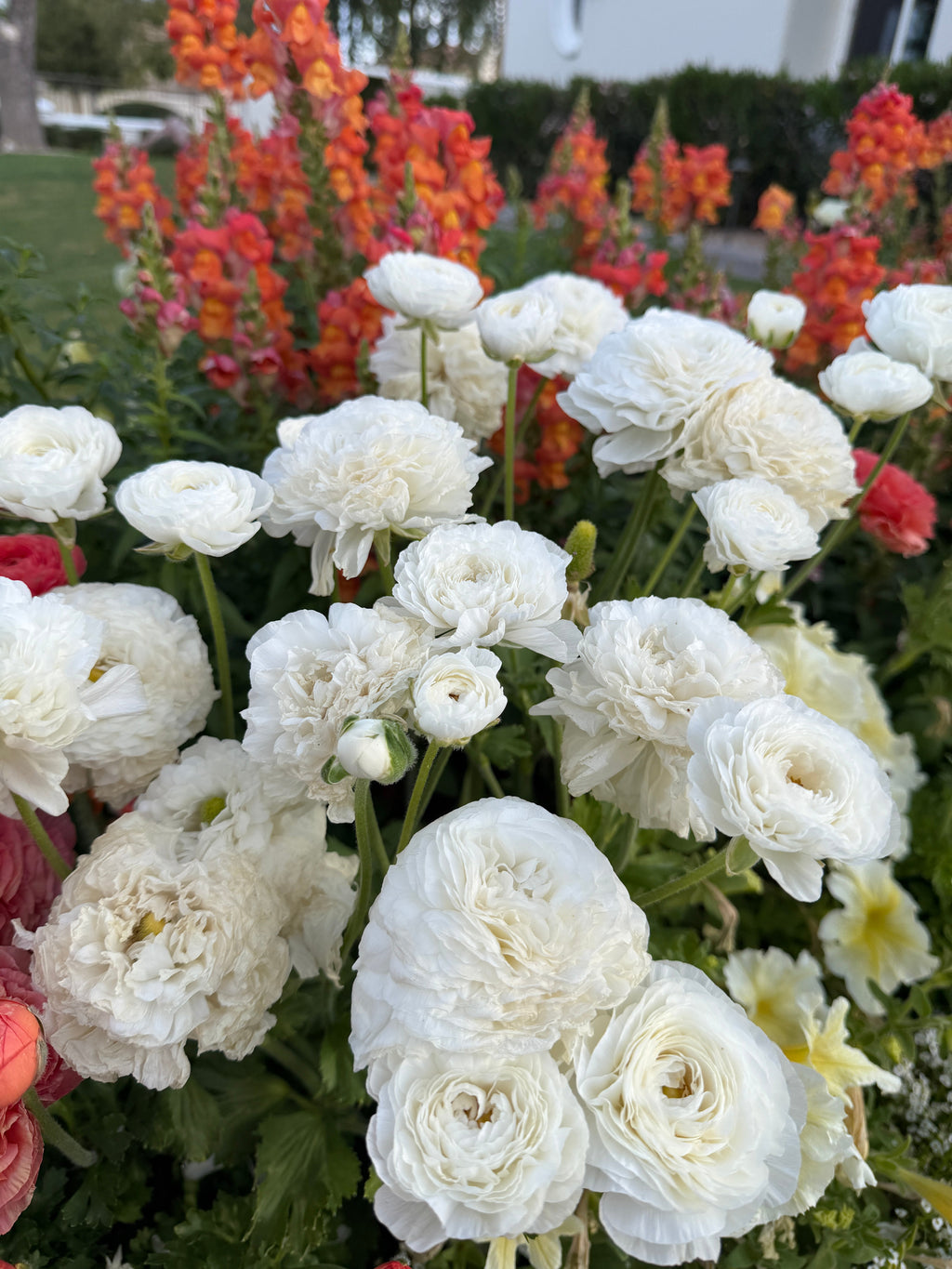 Ranunculus Amandine White
