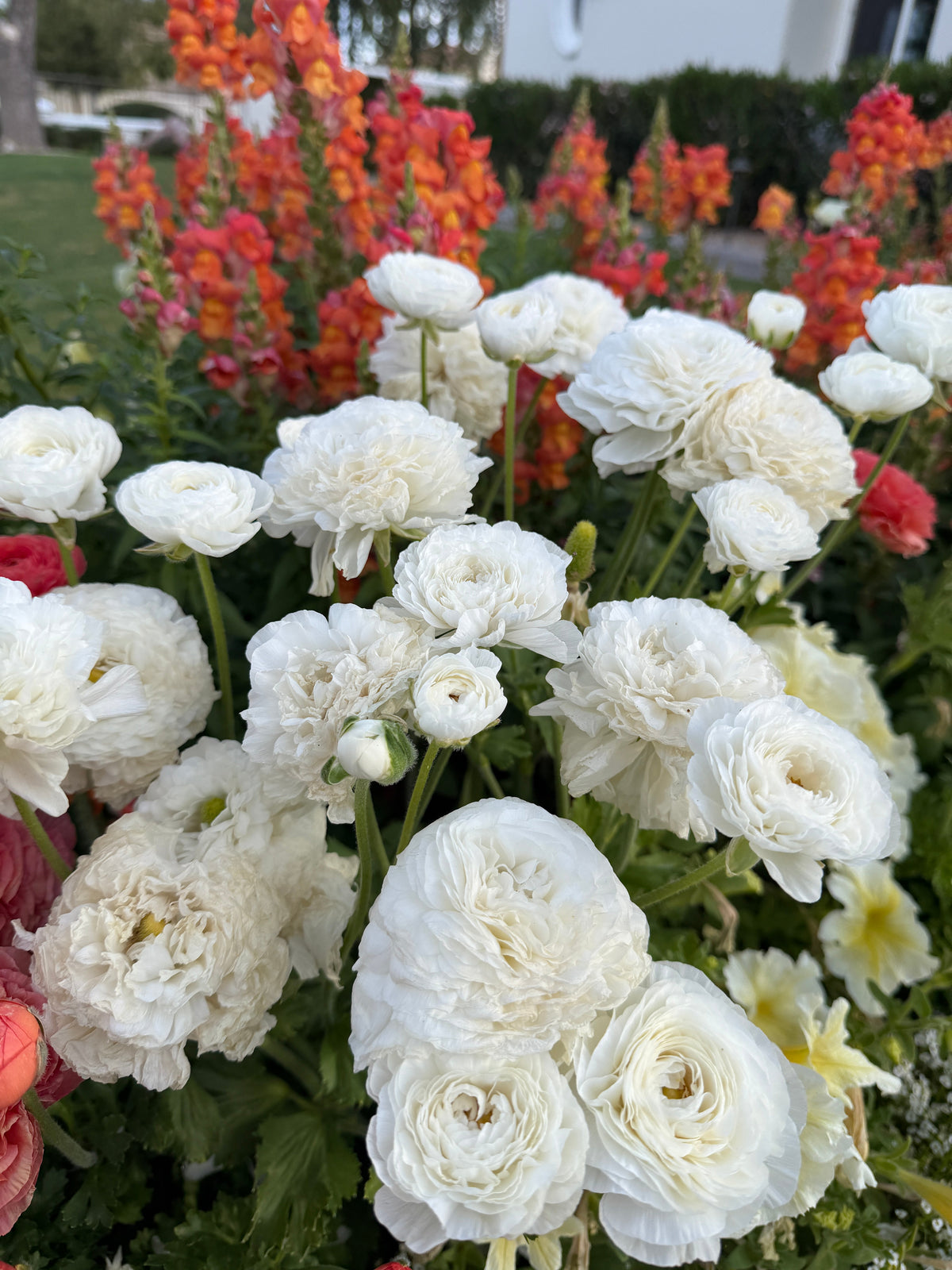 Ranunculus Amandine White