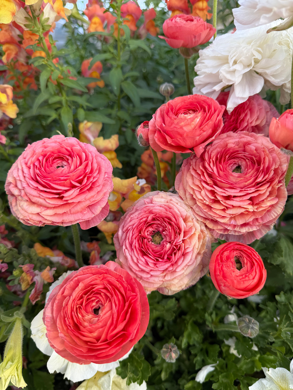 Ranunculus half Clone 'Tango'