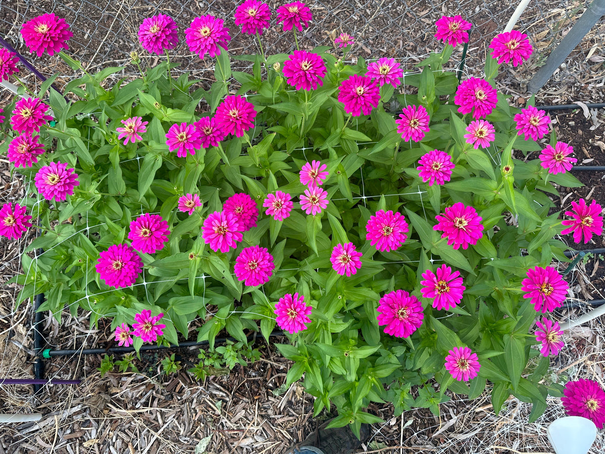 Zinnia Uproar 'Rose' seeds