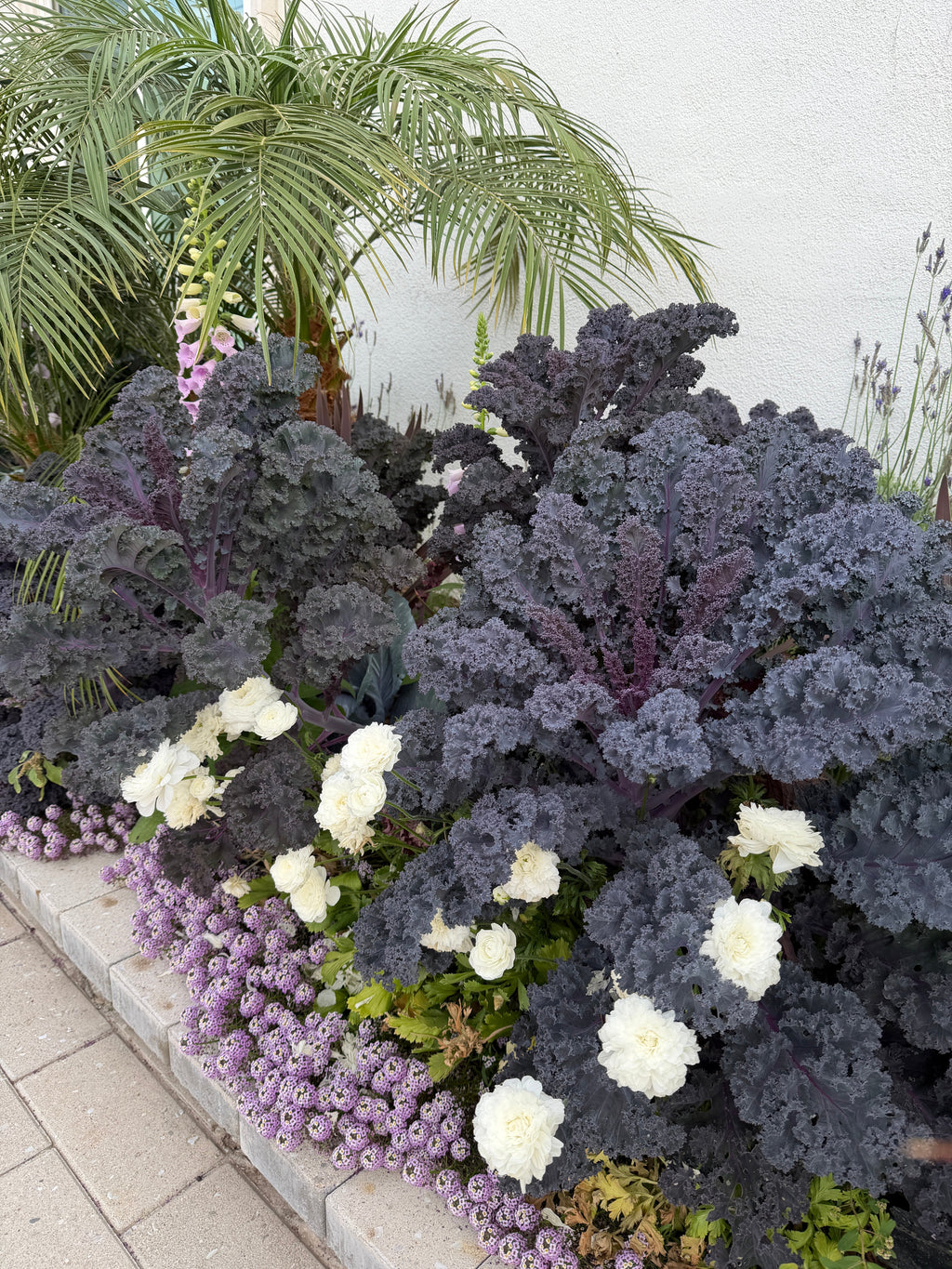 Scarlet red Kale seeds