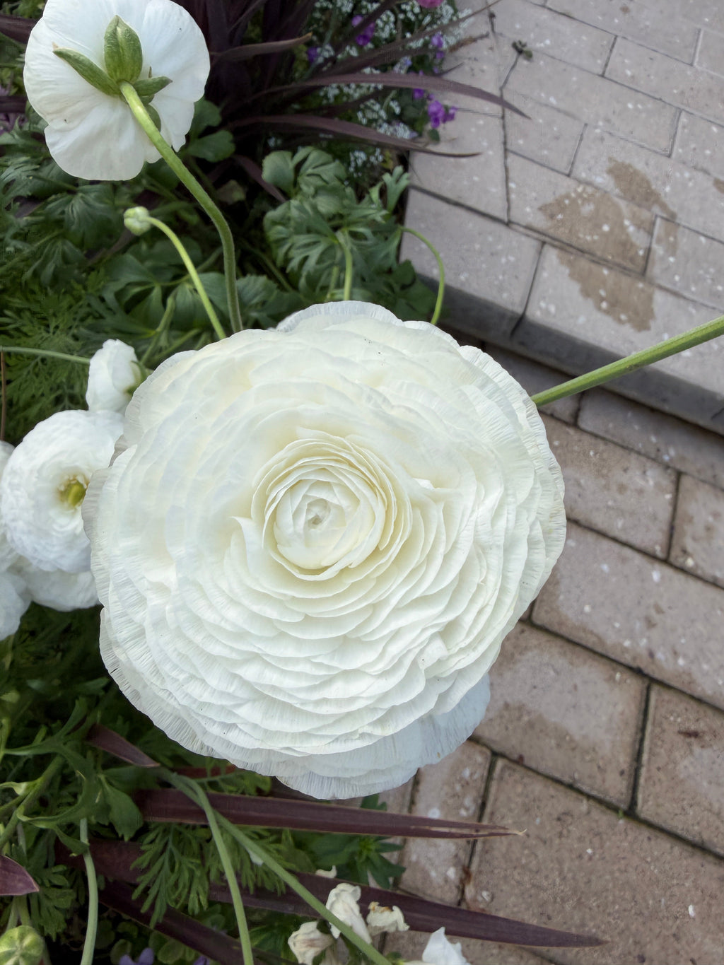 Ranunculus Amandine White