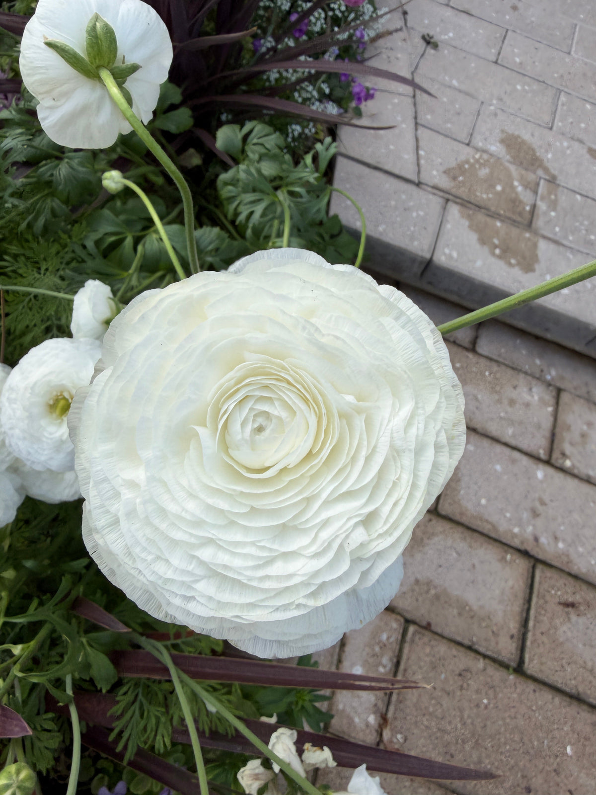 Ranunculus Amandine White