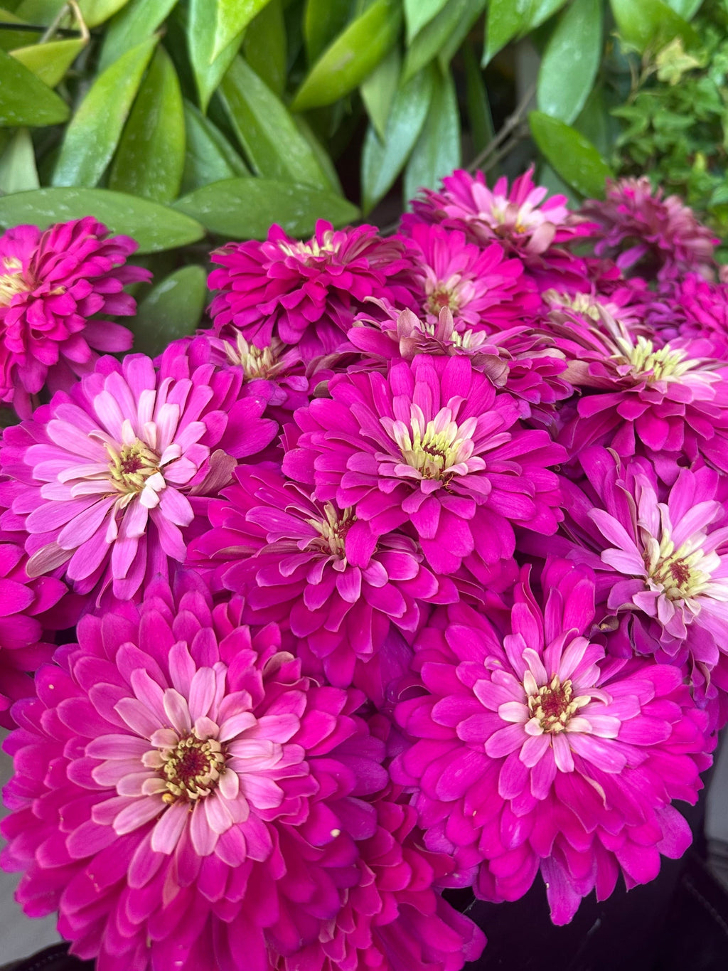Zinnia Uproar 'Rose' seeds