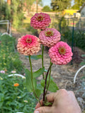 Zinnia Oklahoma 'Salmon' seeds