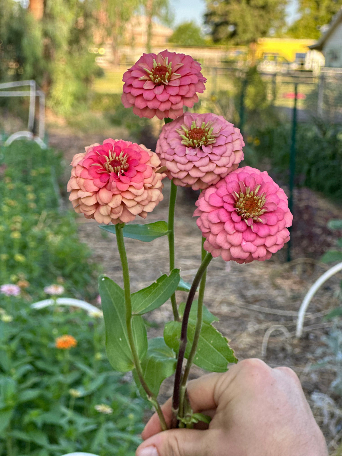 Zinnia Oklahoma 'Salmon' seeds