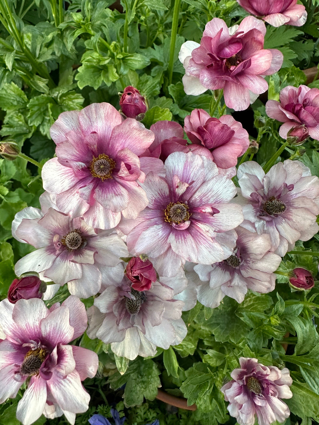 Butterfly Ranunculus 'Thiva'corms