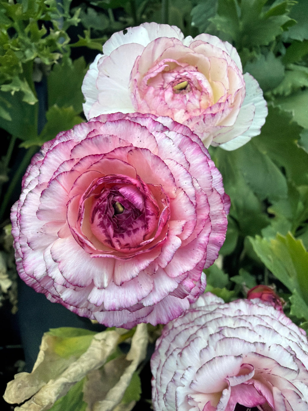 Ranunculus La Belle White Picotee