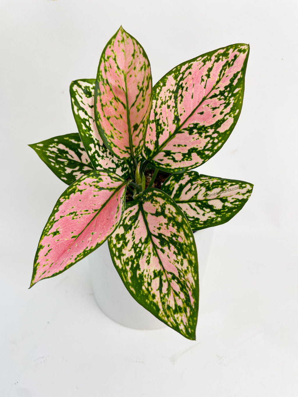 Aglaonema Cherry Anyanmanee 'Lady Valentine'