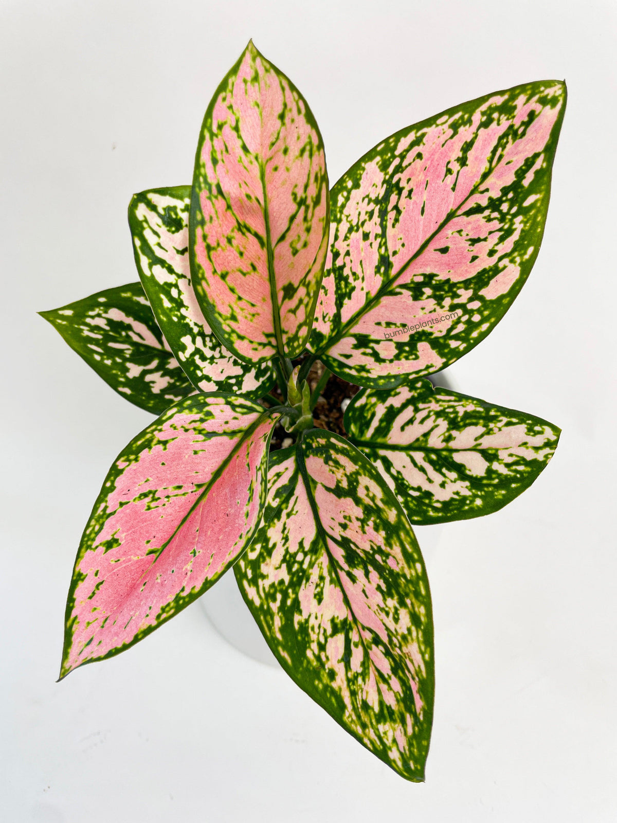 Aglaonema Cherry Anyanmanee 'Lady Valentine'