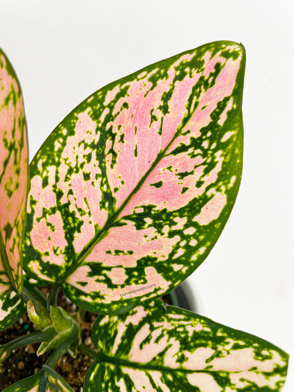 Aglaonema Cherry Anyanmanee 'Lady Valentine'