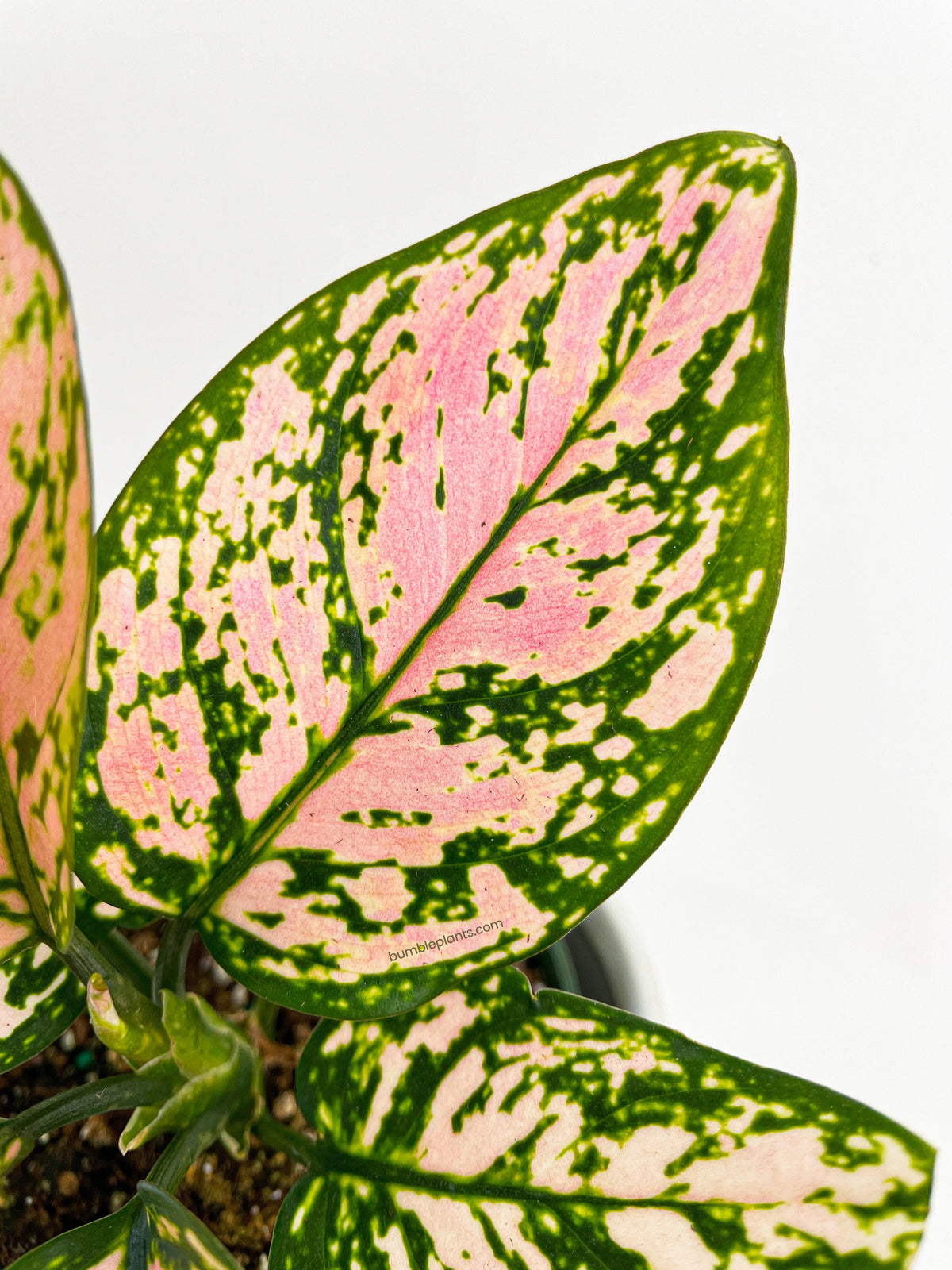 Aglaonema Cherry Anyanmanee 'Lady Valentine'