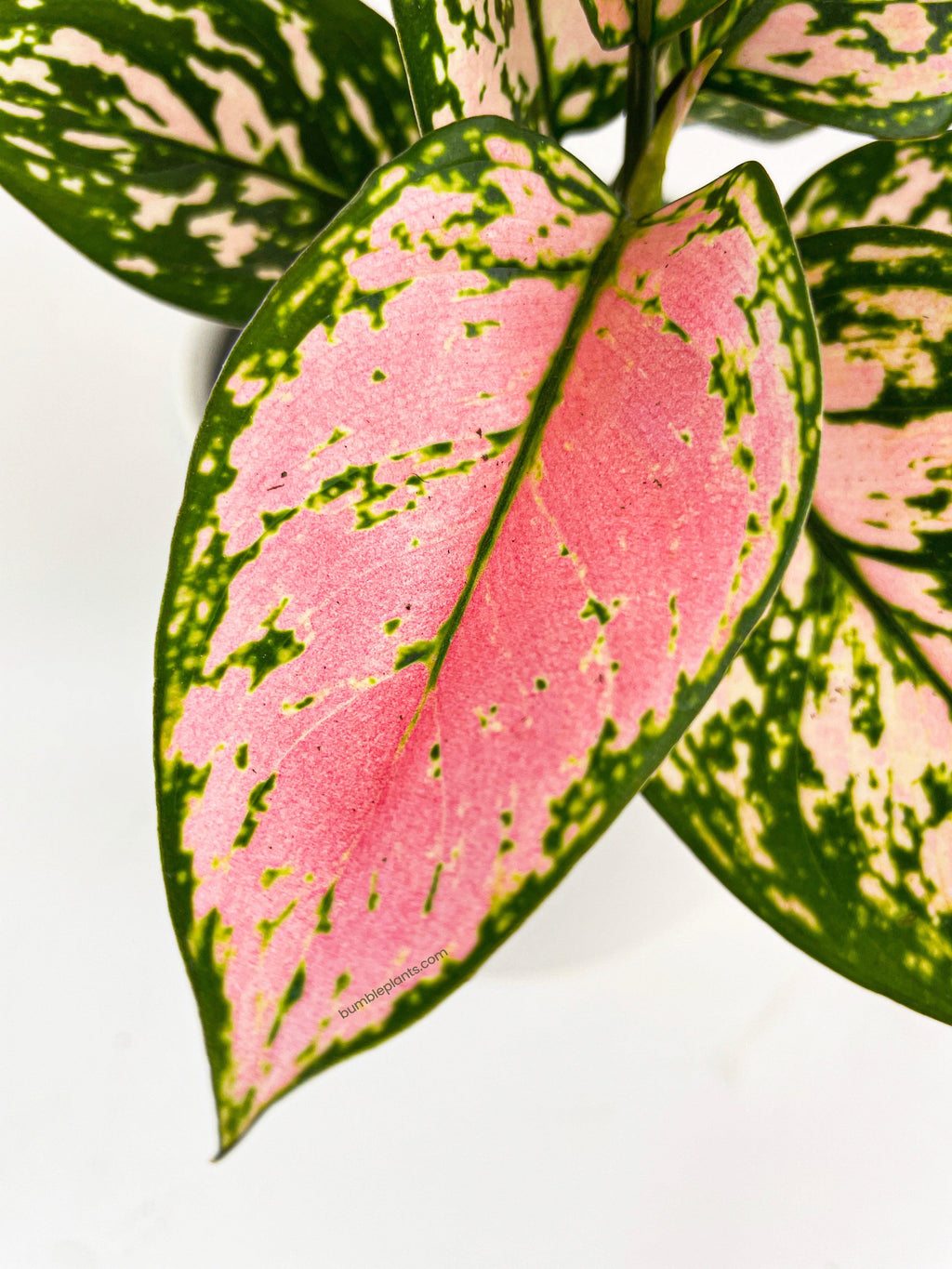 Aglaonema Cherry Anyanmanee 'Lady Valentine'