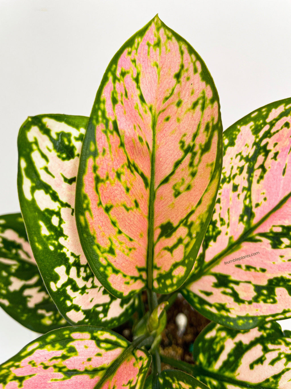 Aglaonema Cherry Anyanmanee 'Lady Valentine'