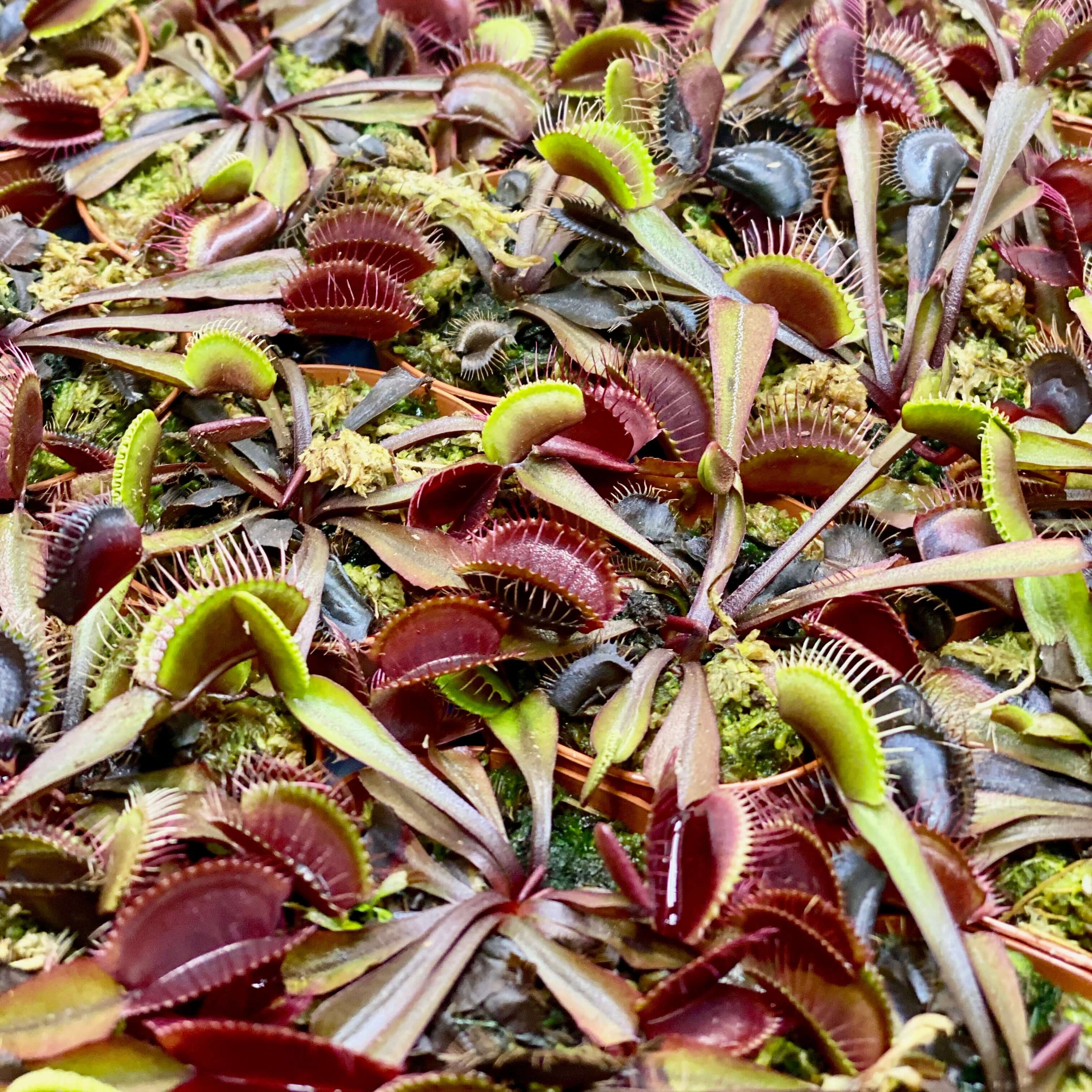 Red Venus Flytrap
