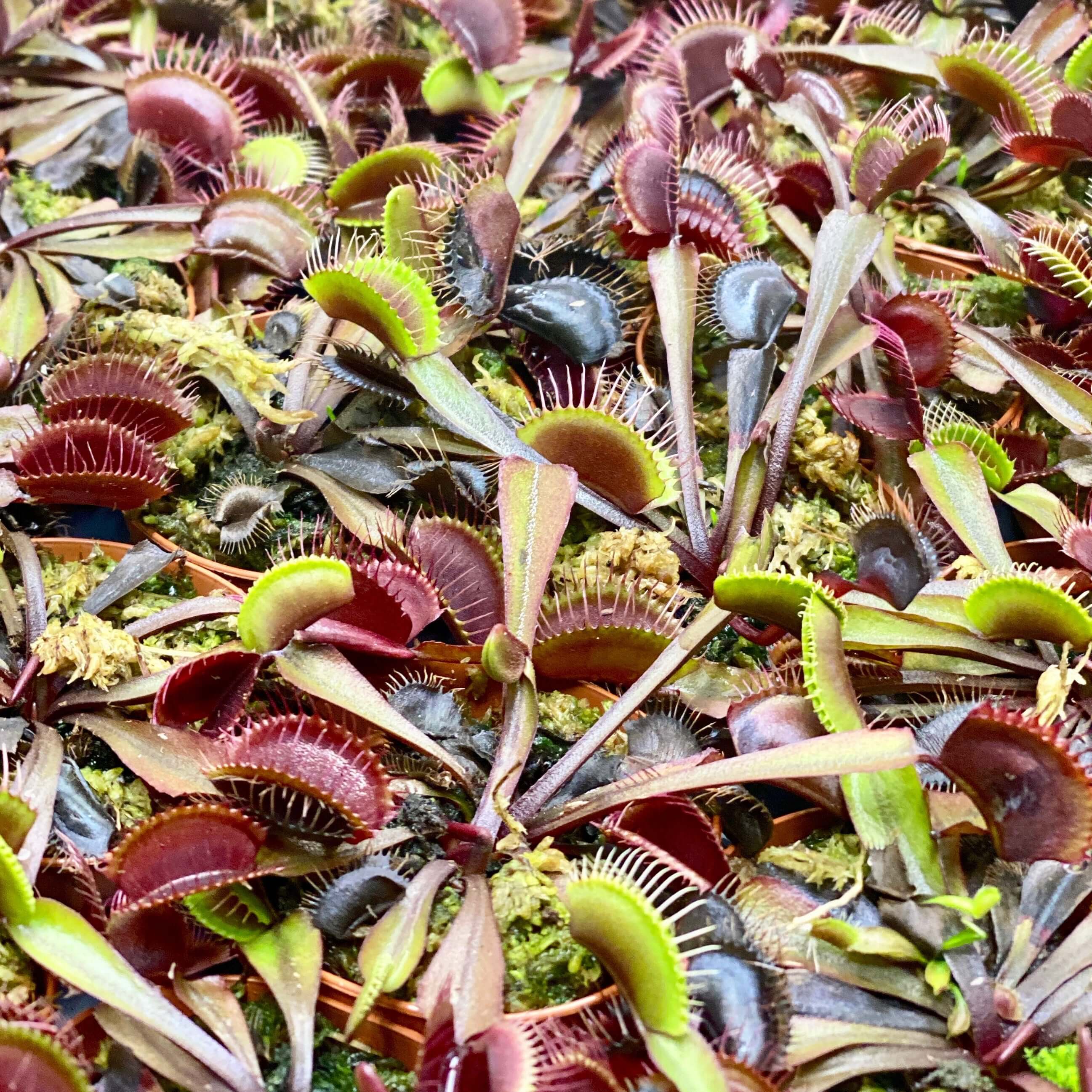 Red Venus Flytrap