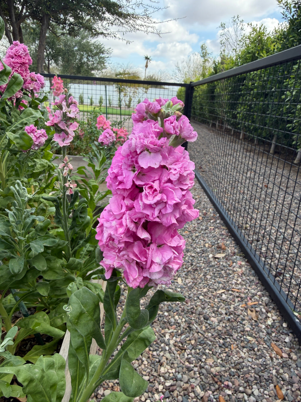 Stock Champagne Rose seeds