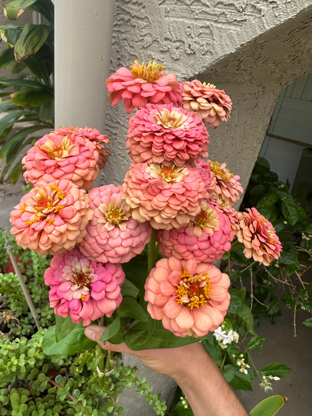 Zinnia Oklahoma 'Salmon' seeds