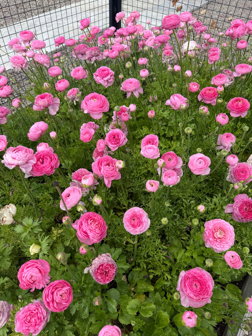 Ranunculus Amandine Barby
