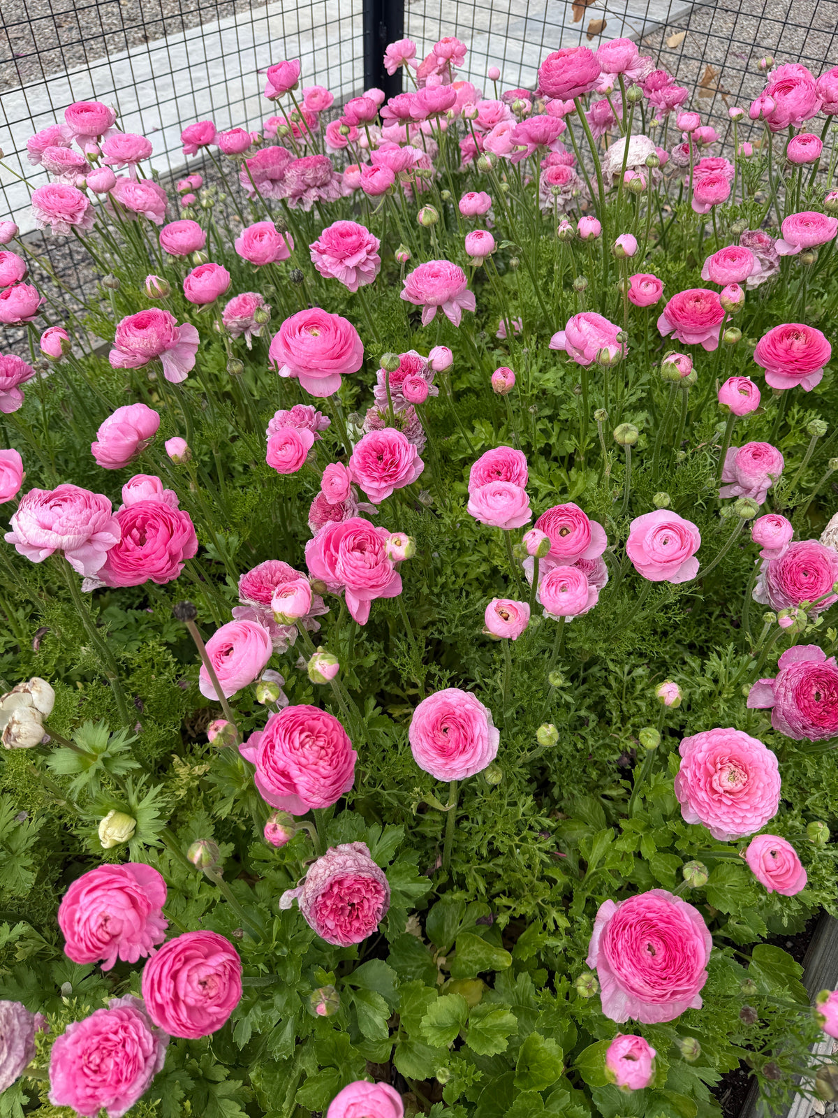 Ranunculus Amandine Barby