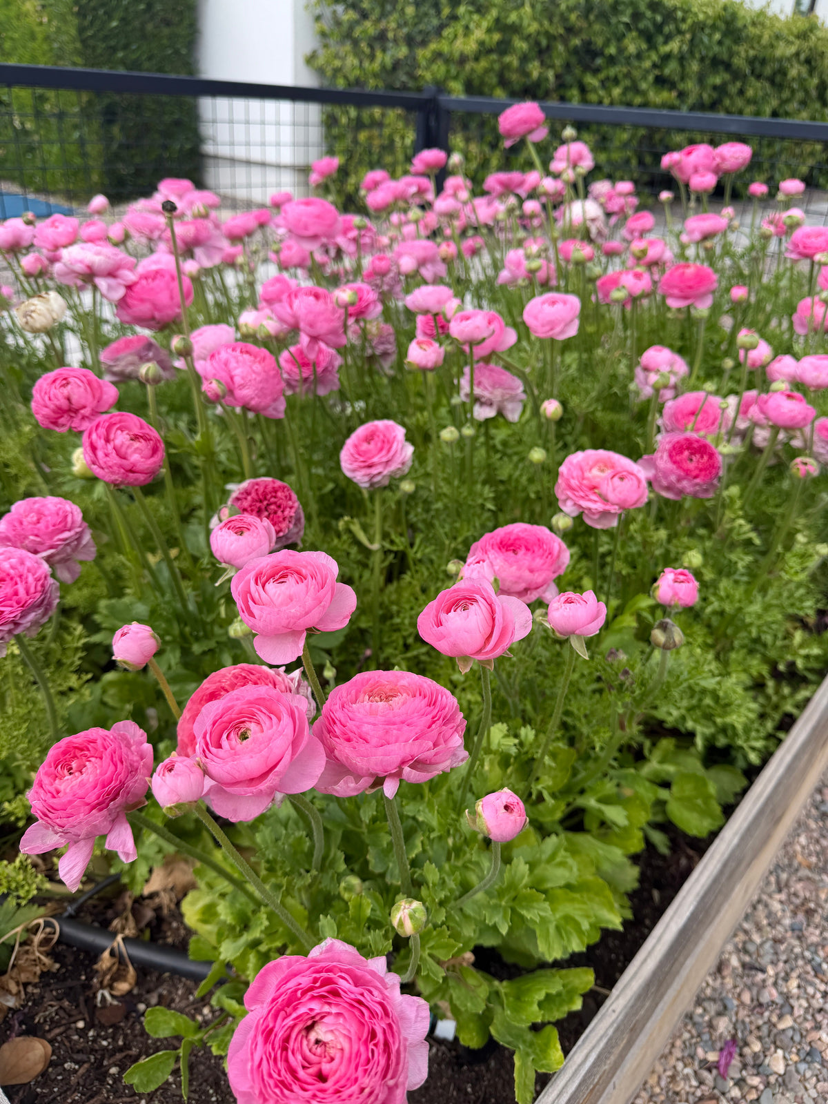 Ranunculus Amandine Barby
