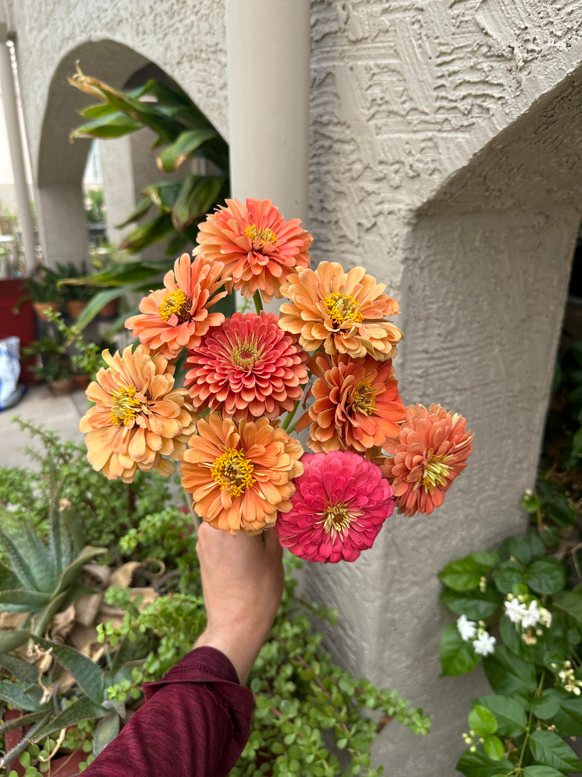Zinnia Benary's Giant 'Salmon Rose' seeds