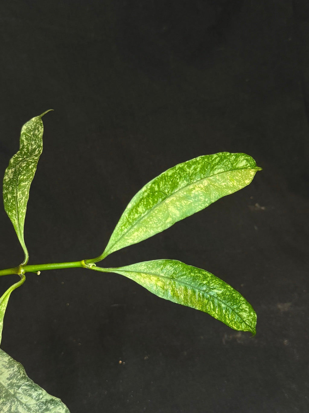Hoya Multiflora Splash(Europe), rare, big leaves