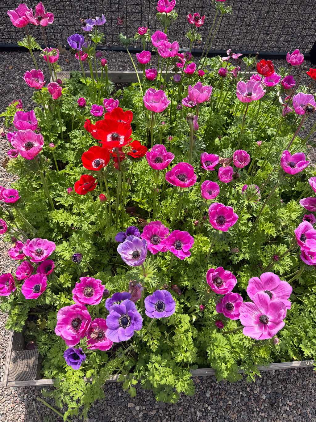 Anemone Carmel pink corms